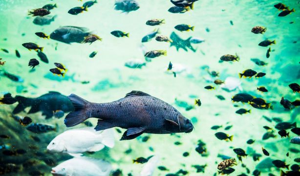 Investigan el uso de peces para prevenir enfermedades transmitidas por mosquitos
