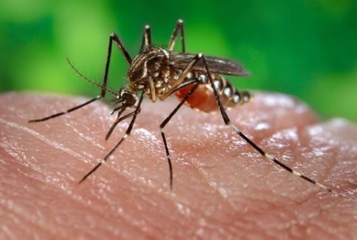 Detectan que un 22% de municipios españoles tiene presencia de mosquito invasor. Fuente: EuropaPress