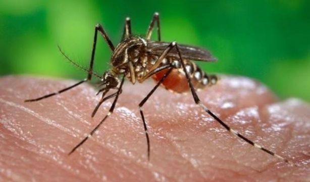 Detectan que un 22% de municipios españoles tiene presencia de mosquito invasor. Fuente: EuropaPress
