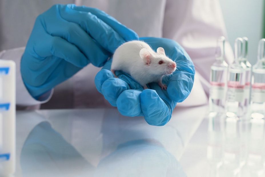 Ratón de laboratorio. Fuente: Bigstock Ratón de laboratorio. Fuente: Bigstock