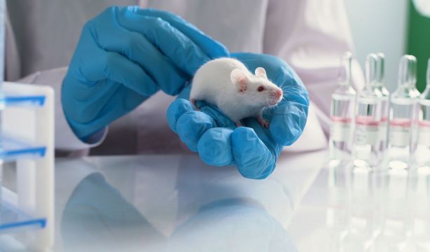 Esperanza contra el cáncer: compuesto de la anémona del mar Caribe podría mejorar el tratamiento