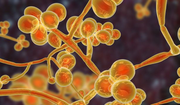 Alertan de la rápida propagación de un hongo resistente a fármacos en hospitales europeos