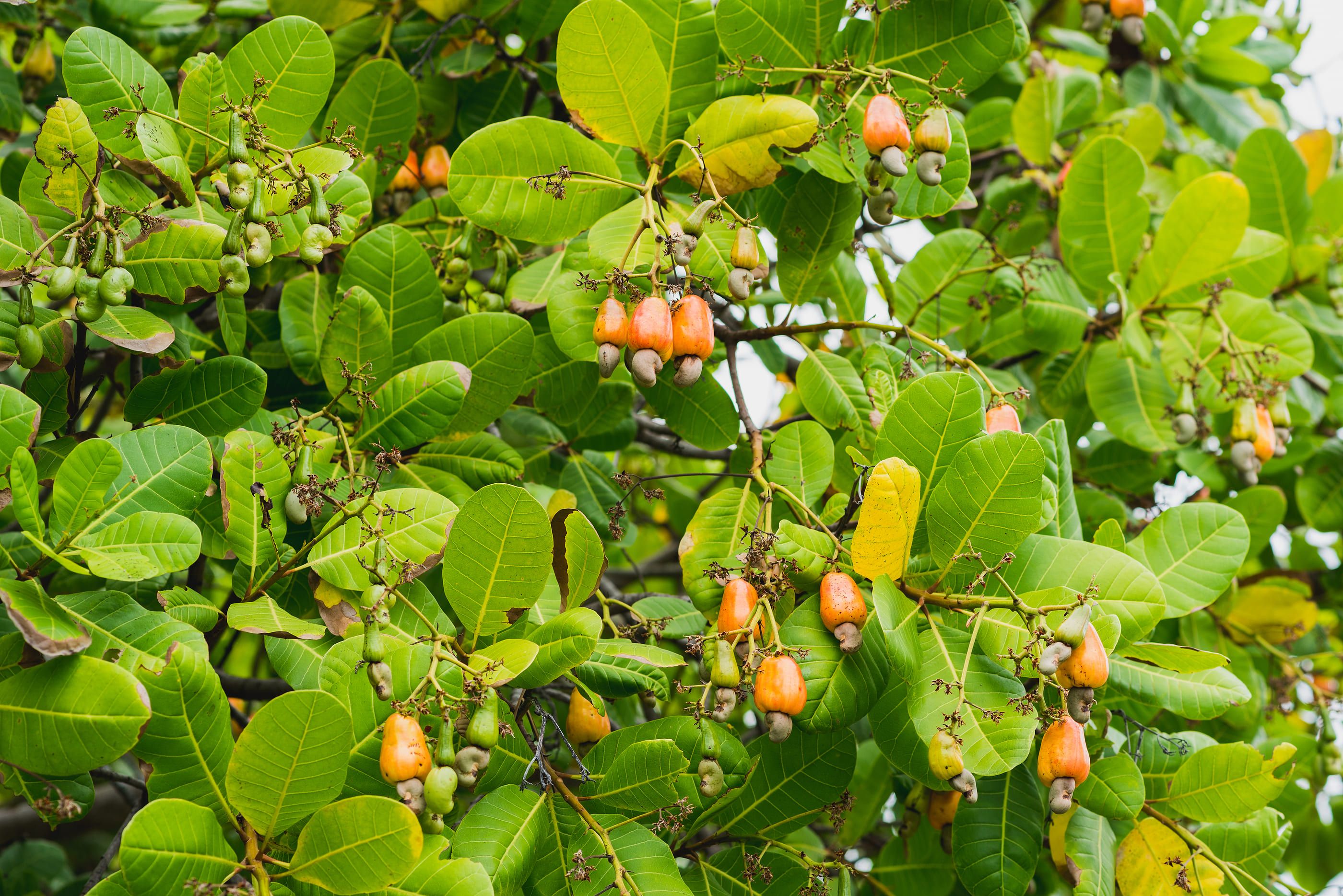 La planta del anacardo, clave para frenar el envejecimiento celular