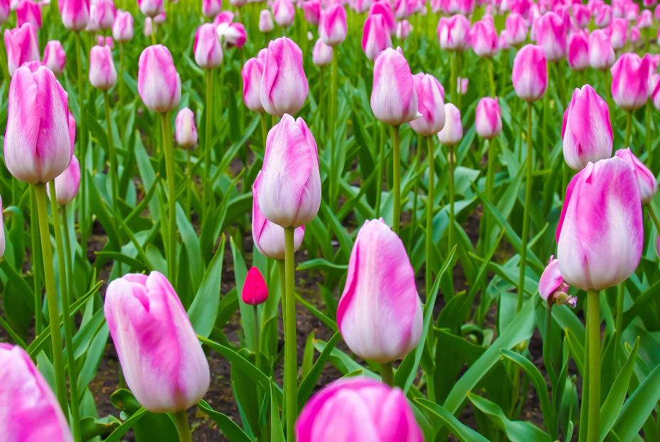 Trucos para conseguir un jardín con flores vivas y coloridas durante todo el año