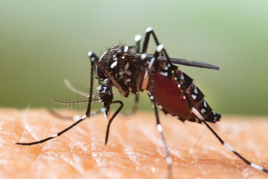 Una técnica pionera reduce hasta un 80% las poblaciones de mosquito tigre en la Comunitat Valenciana
