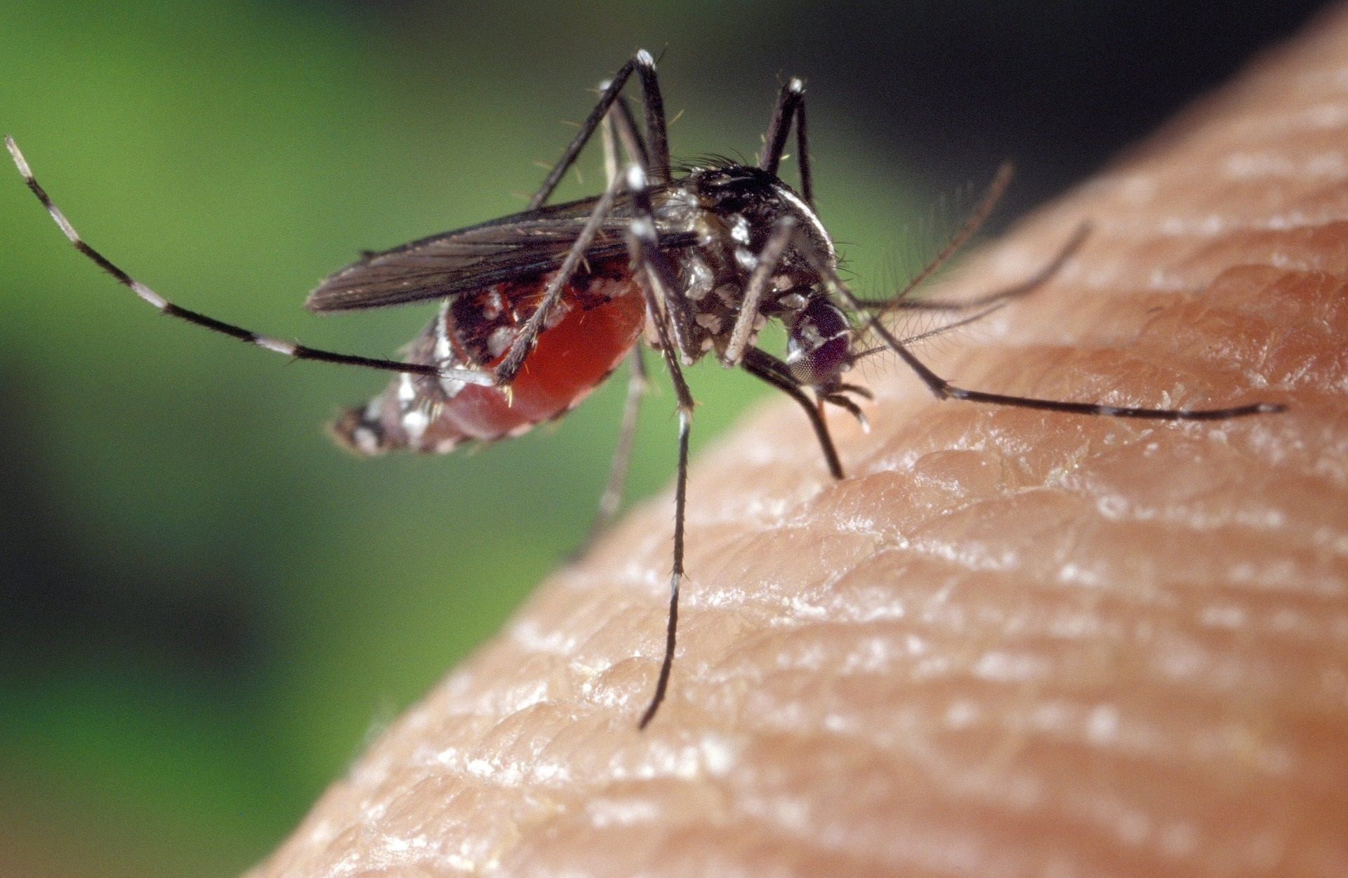 Una técnica pionera reduce hasta un 80% las poblaciones de mosquito tigre