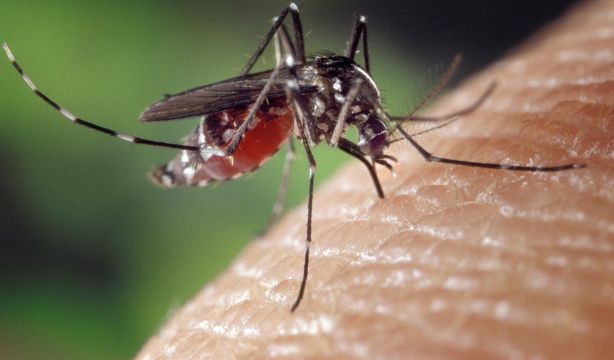 Una técnica pionera reduce hasta un 80% las poblaciones de mosquito tigre