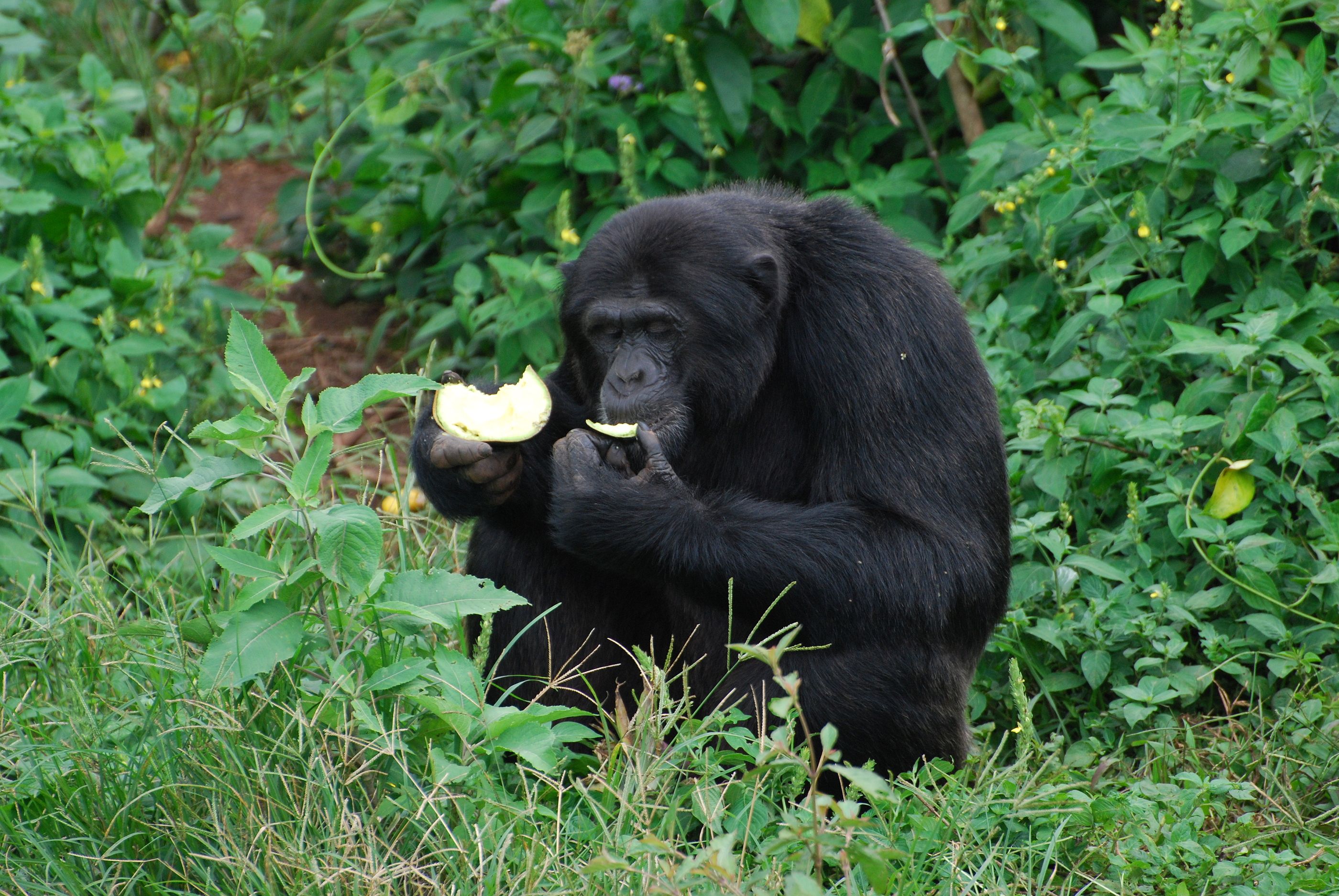 Los chimpancés darían positivo en alcohol: toman el equivalente a dos copas al día