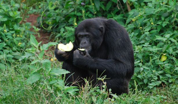 Los chimpancés darían positivo en alcohol: toman el equivalente a dos copas al día