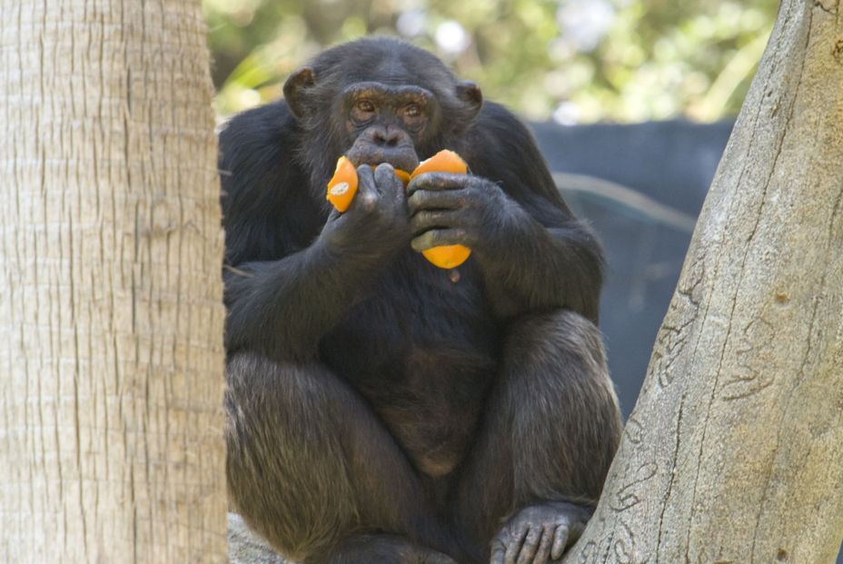Descubren que los chimpancés consumen alcohol a diario en su dieta