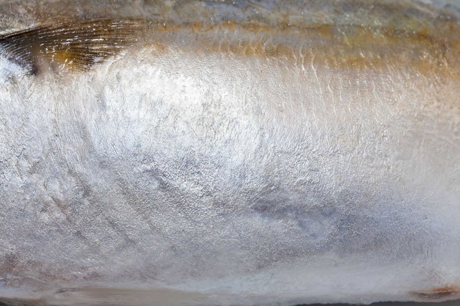 Films biodegradables a partir de piel de pescado