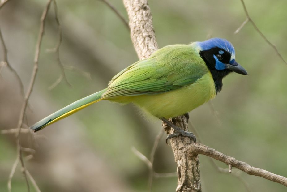 Descubren el primer animal híbrido por efecto del cambio climático