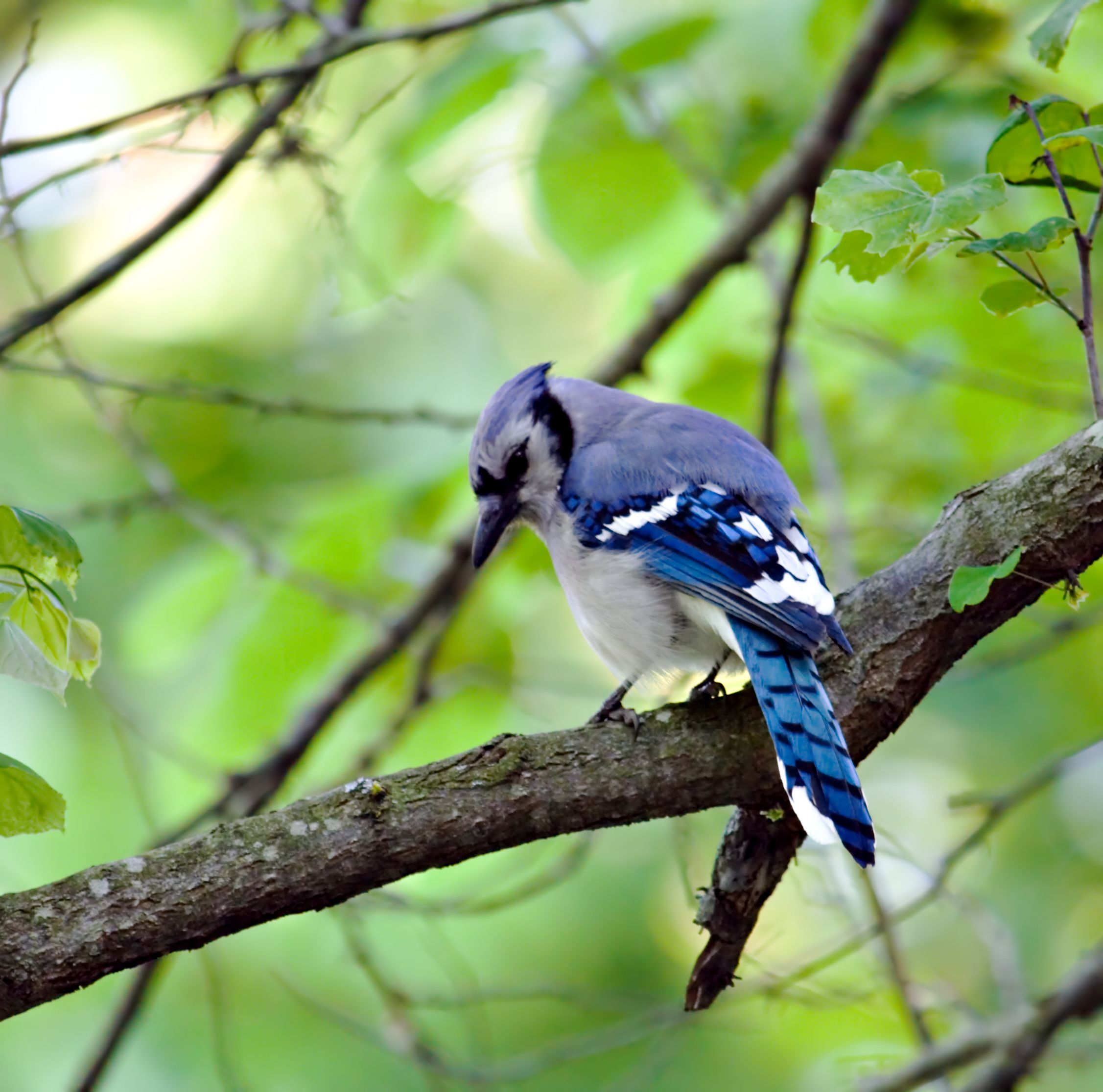 Descubren el primer animal híbrido por efecto del cambio climático