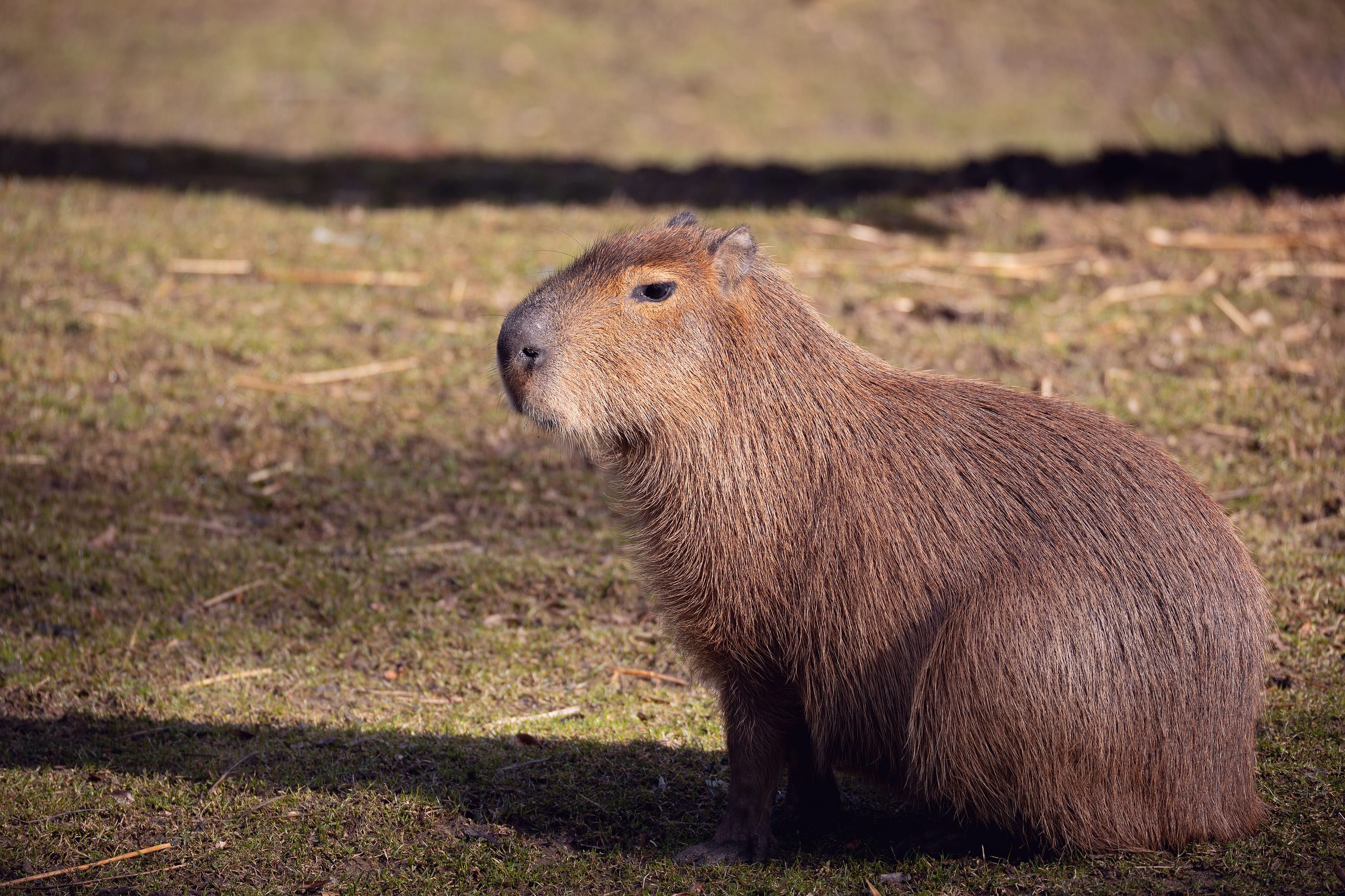 La capibara es la mascota de moda: ¿por qué es tan popular?
