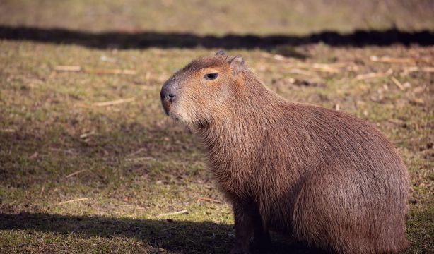 La capibara es la mascota de moda: ¿por qué es tan popular?