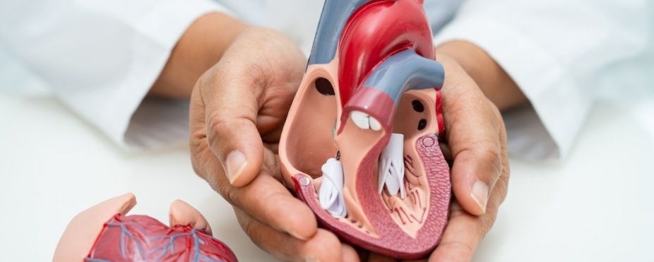 Médico sosteniendo un modelo de anatomía humana para aprender y tratar enfermedades cardíacas. Fuente: EuropaPress.