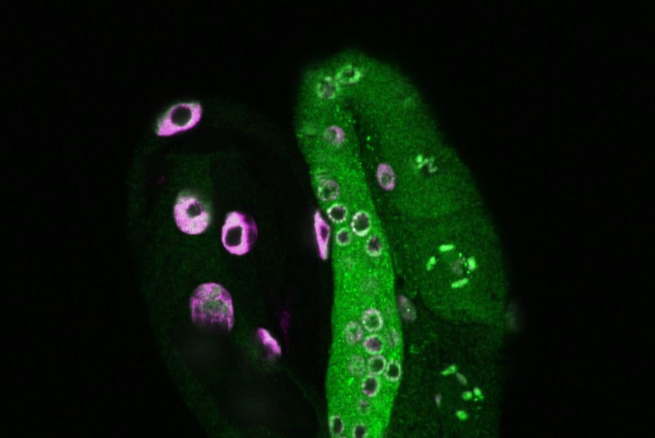 Histone2 (2)