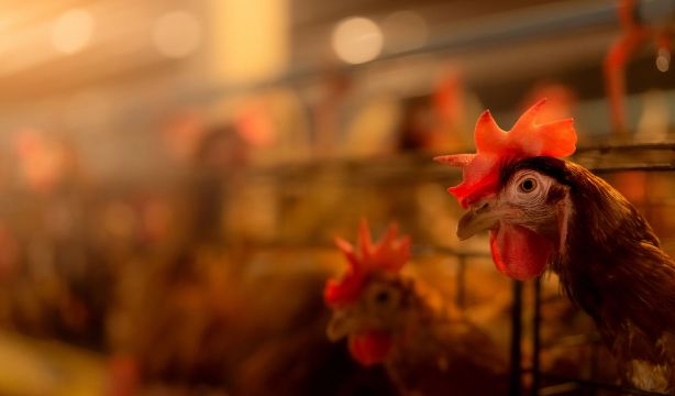 El mapa de la gripe aviar en España: unos 50 episodios que afectan a una veintena de especies