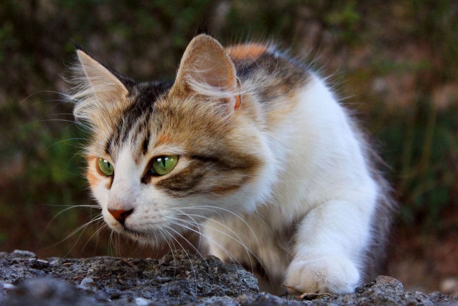 Los gatos pueden reconocer a sus humanos mediante el olfato, teoriza nuevo estudio Los gatos pueden reconocer a sus humanos mediante el olfato, teoriza nuevo estudio