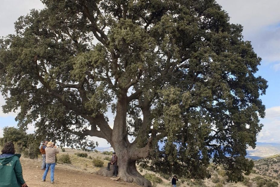 Encina de la Peana. (Europa Press)