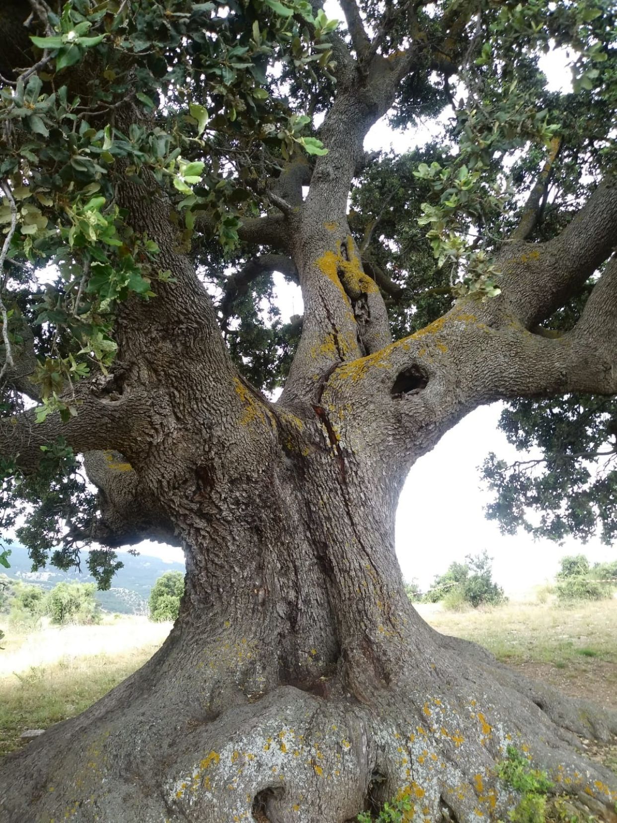 El árbol más grande de Andalucía sigue su deterioro: una grieta de casi 4 metros continúa creciendo