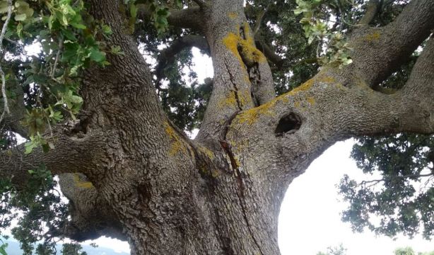 El árbol más grande de Andalucía sigue su deterioro: una grieta de casi 4 metros continúa creciendo