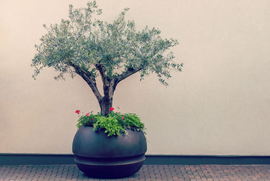 Estas son las plantas que no deberías tener en tu salón