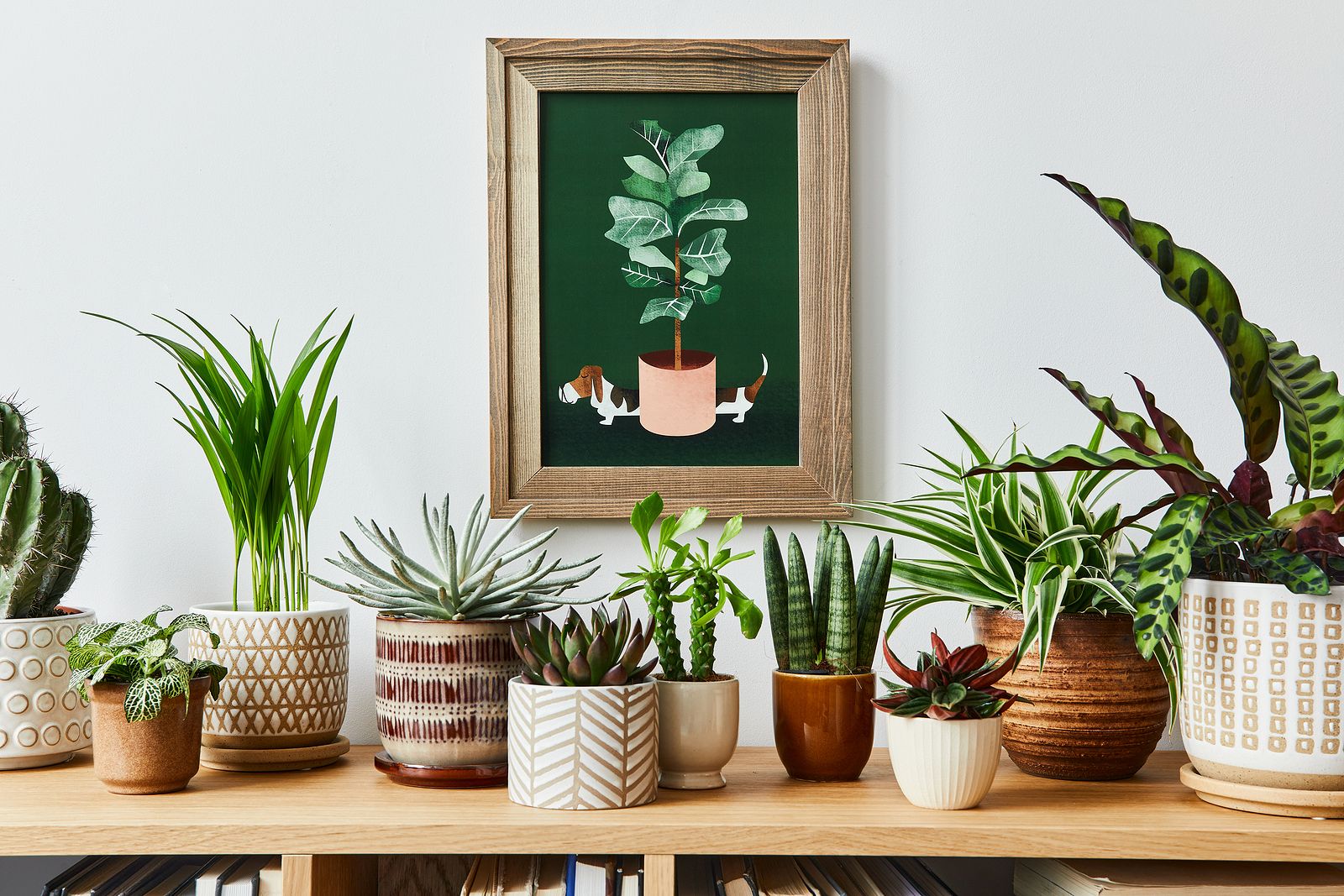 Estas son las plantas que no deberías tener en tu salón