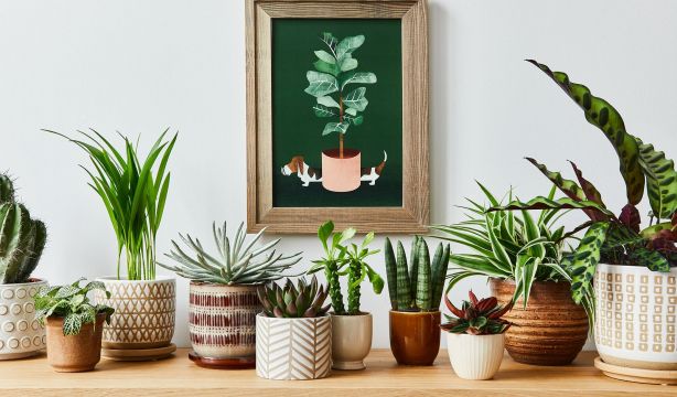 7 plantas de interior que reducen la humedad y ayudan a evitar el moho en casa