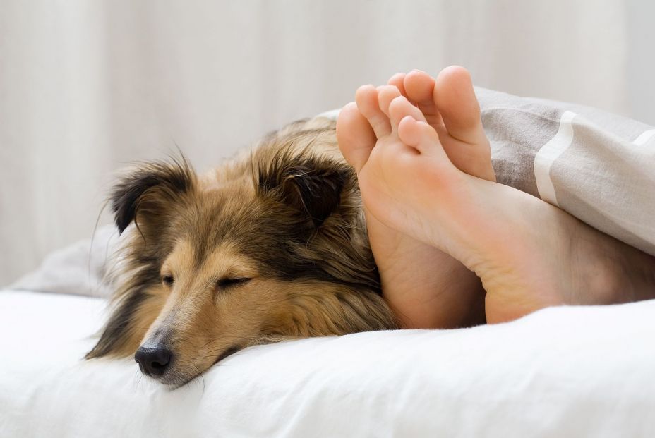 bigstock Sheltie Sleeping With Her Owne 4381492