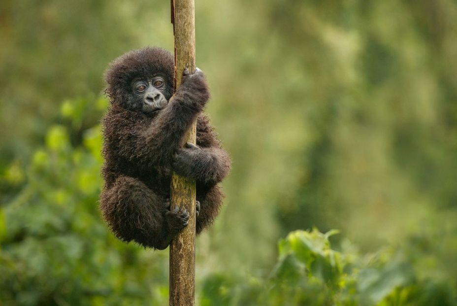 bigstock Wild Mountain Gorilla In The N 318923158