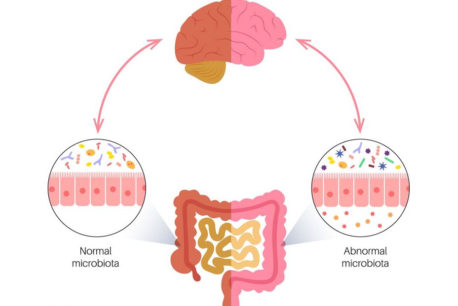 bigstock Gut Brain Connection Dysbiosi 452223519 bigstock Gut Brain Connection Dysbiosi 452223519