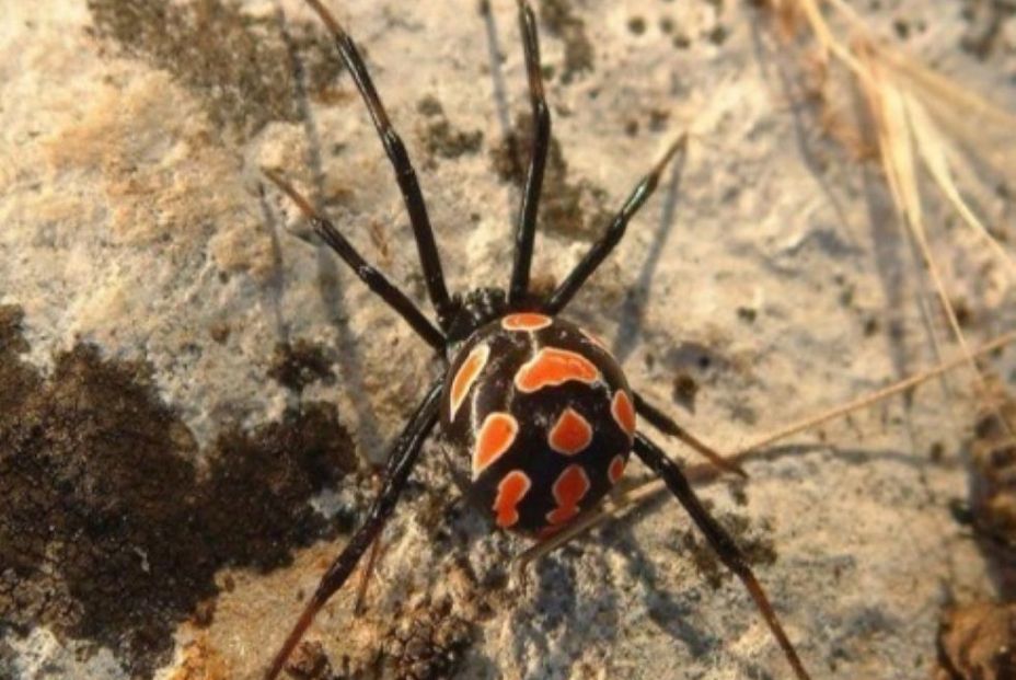 EuropaPress 6196449 imagen hembra latrodectus tredecimguttatus viuda negra europea (1)