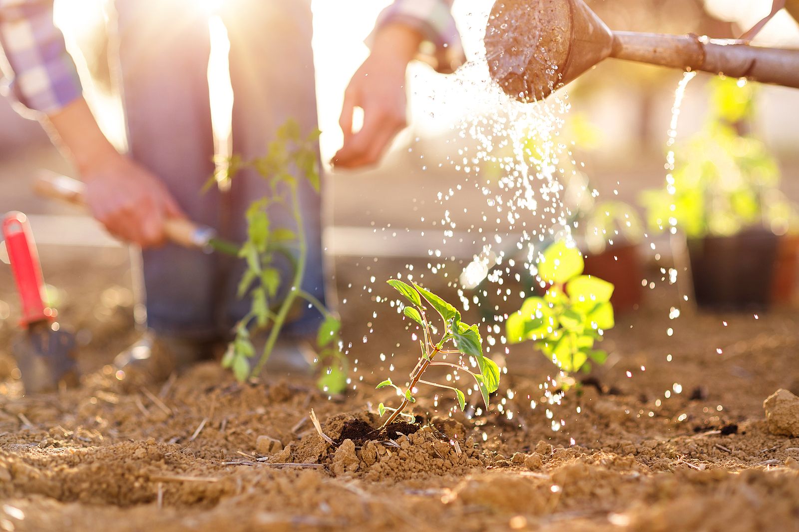La mezcla casera que puede ser muy beneficiosa para tus plantas