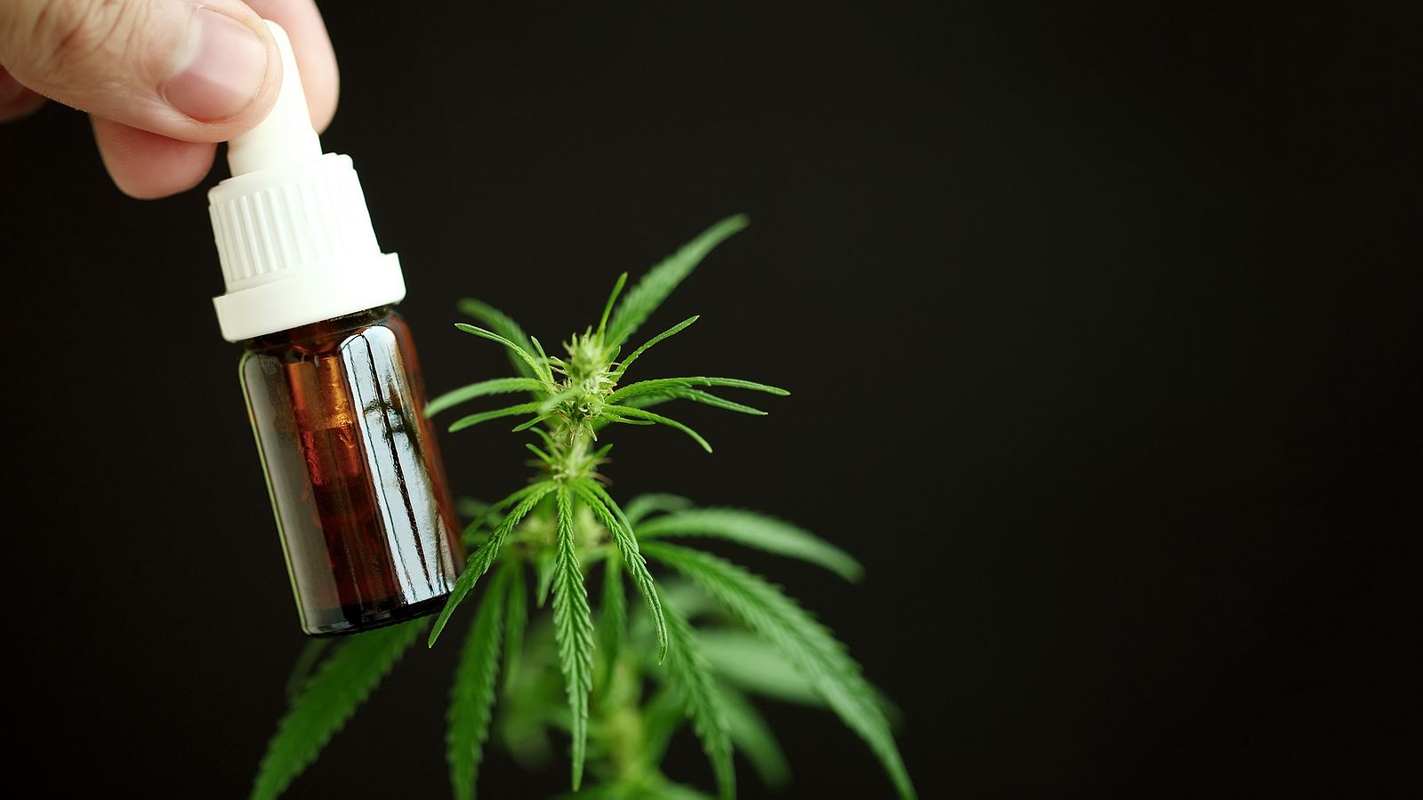 El posible potencial terapéutico del cannabidiol en el alzhéimer (Bigstock)