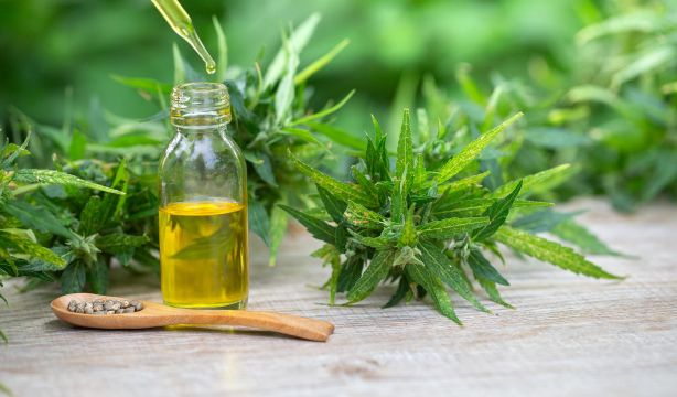 El  Gobierno aprueba el uso medicinal del cannabis (Bigstock)