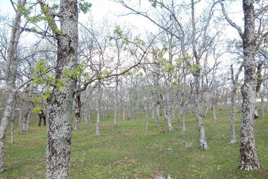 EuropaPress 1295797 bosque arboles robles EuropaPress 1295797 bosque arboles robles