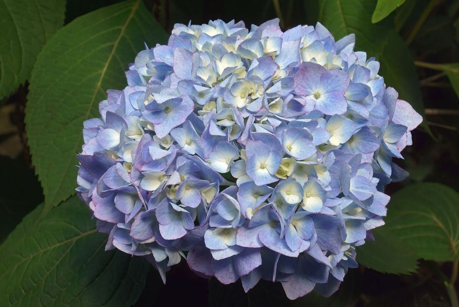 bigstock Bigleaf Hydrangea hydrangea M 289517725 bigstock Bigleaf Hydrangea hydrangea M 289517725