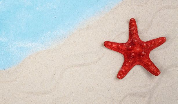 Un fósil de hace 500 millones de años explica la enigmática simetría de las estrellas de mar