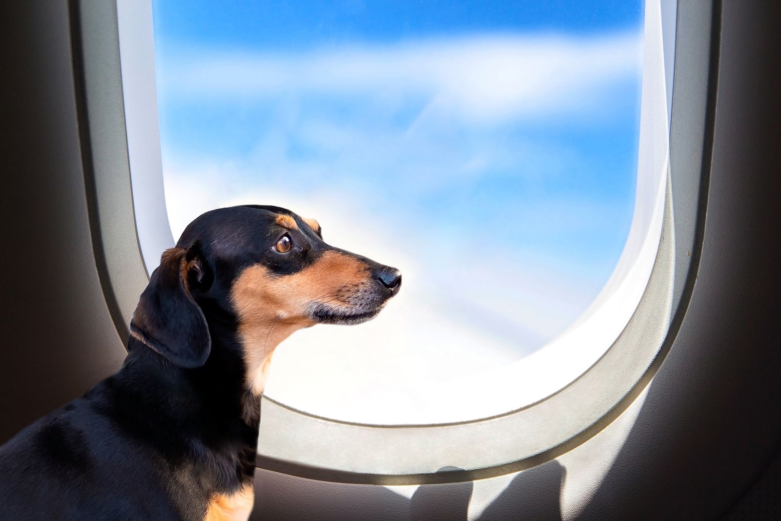 La Justicia europea dicta que la pérdida de mascotas en un vuelo se indemniza igual que las maletas
