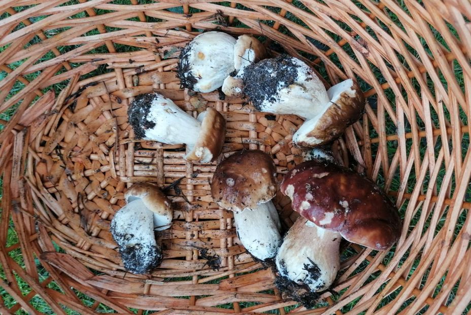 Cesta con seis boletus. Fuente: Miriam Gómez Sanz. Cesta con seis boletus. Fuente: Miriam Gómez Sanz.