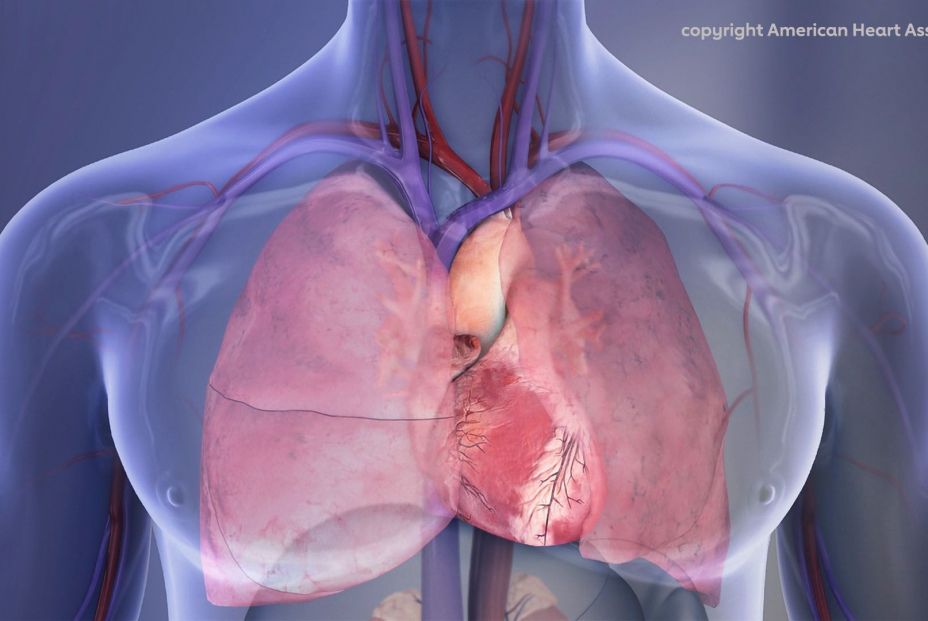 Heart and lungs illustration Heart and lungs illustration