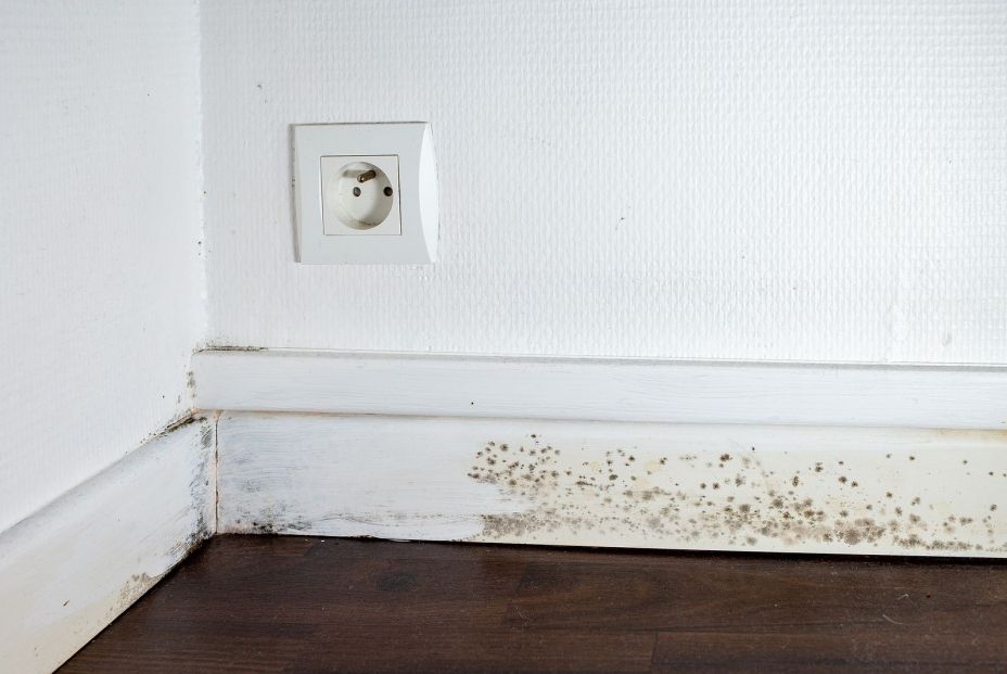 bigstock Black Mold On The Floor Ceili 450705723