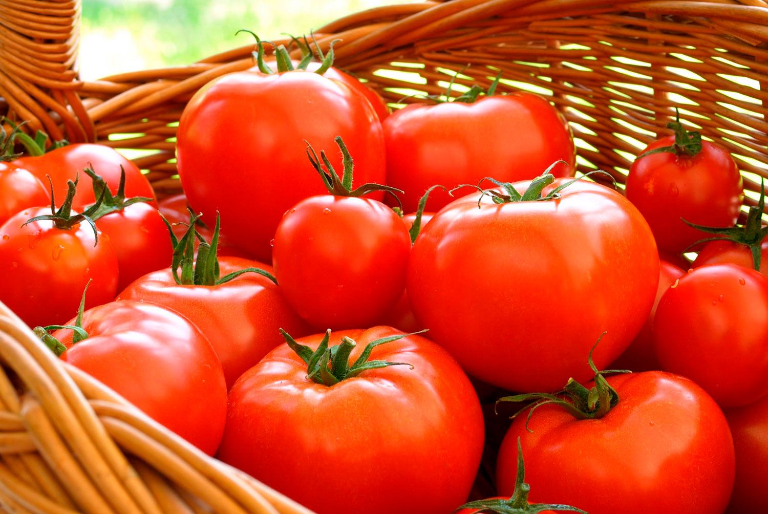 El truco para que los tomates maduren mucho más rápido