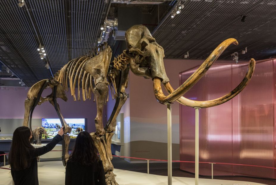 EuropaPress 4116477 esqueleto real mamut lanudo exhibe caixaforum sevilla exposicion vida (1) (1) EuropaPress 4116477 esqueleto real mamut lanudo exhibe caixaforum sevilla exposicion vida (1) (1)