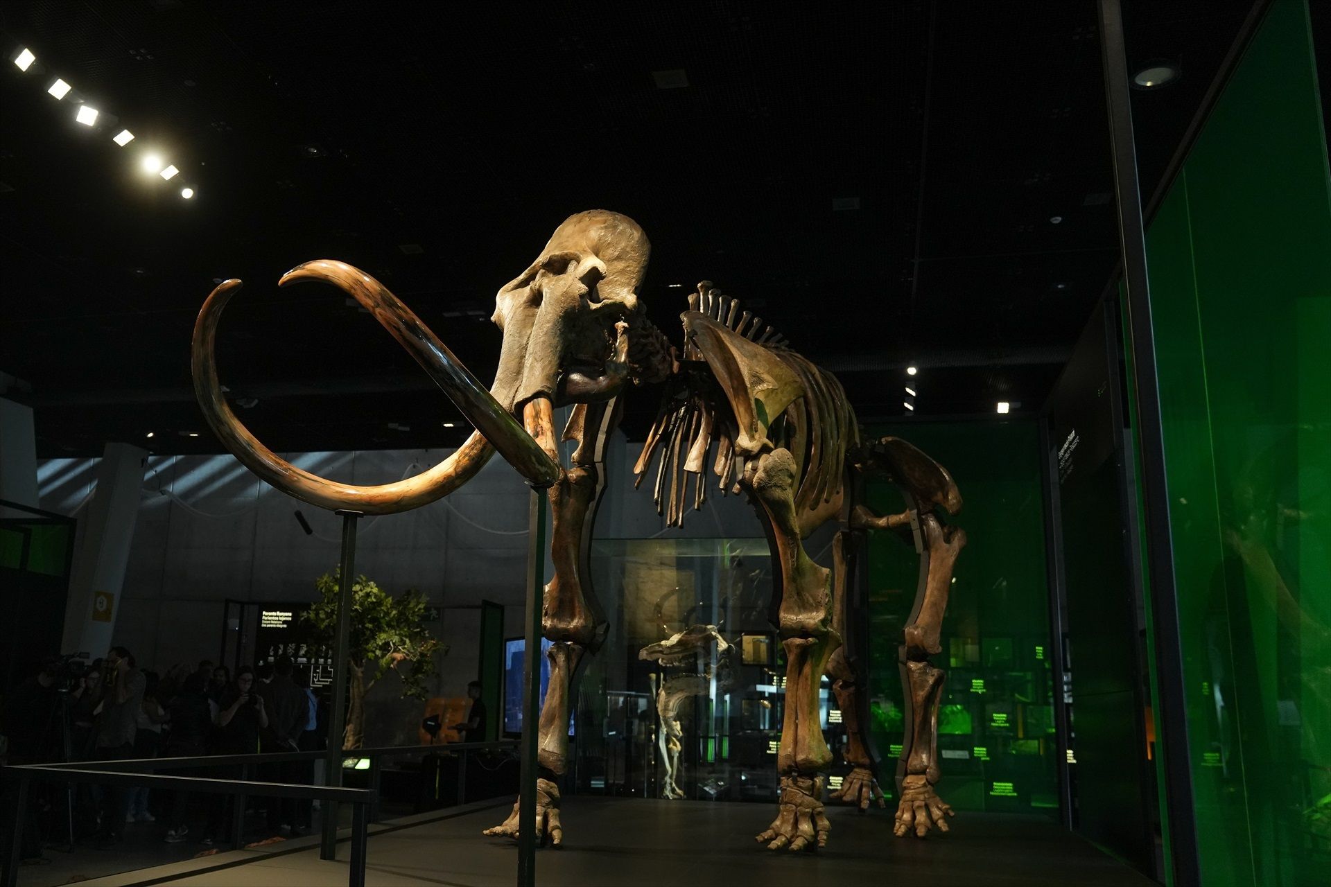 El CosmoCaixa de Barcelona expone un esqueleto auténtico de mamut lanudo de hace unos 50.000 años
