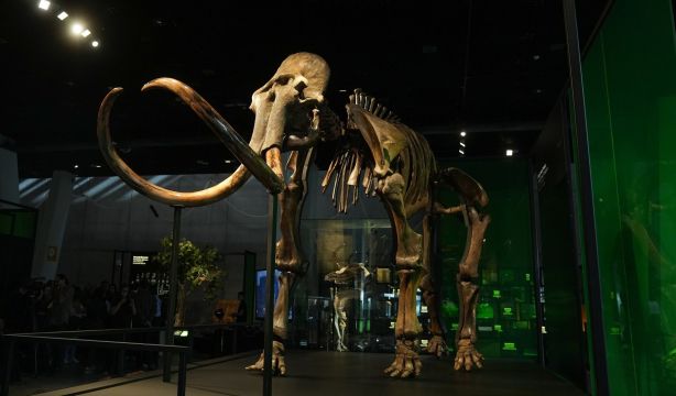 El CosmoCaixa de Barcelona expone un esqueleto auténtico de mamut lanudo de hace unos 50.000 años