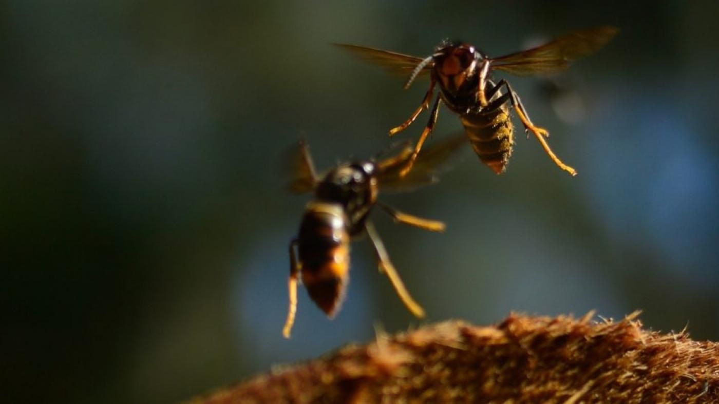 Alerta en Galicia ante las avispas velutinas: consejos para evitar sus picaduras
