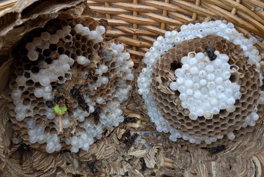 EuropaPress 7040716 restos nido inutilizado avispa velutina EuropaPress 7040716 restos nido inutilizado avispa velutina