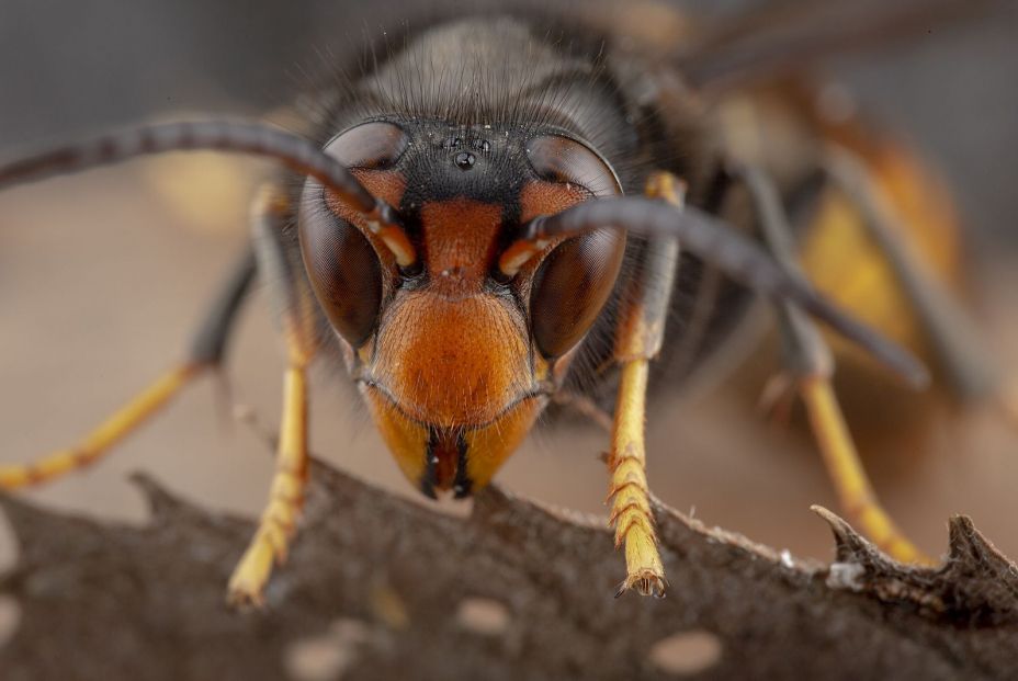 bigstock Real Vespa Velutina Macro 292525822 bigstock Real Vespa Velutina Macro 292525822